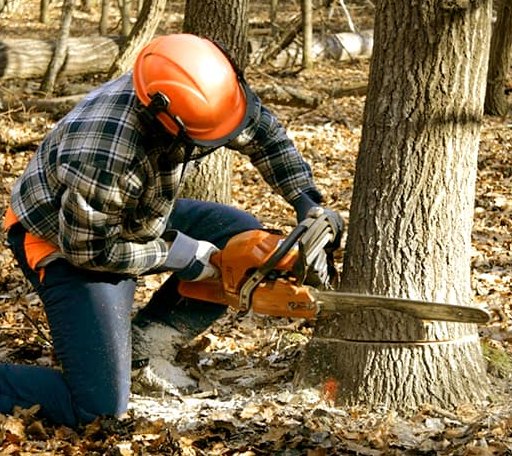 Tree Removal in Moscow, KS